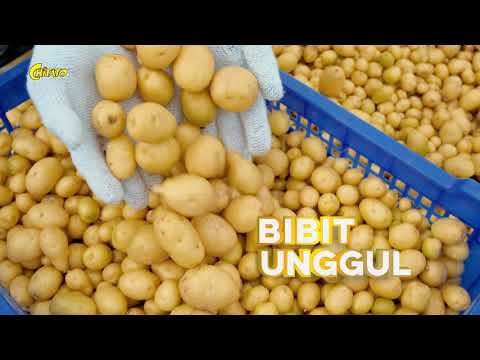 TVC Chitato - The Real Potato 30"