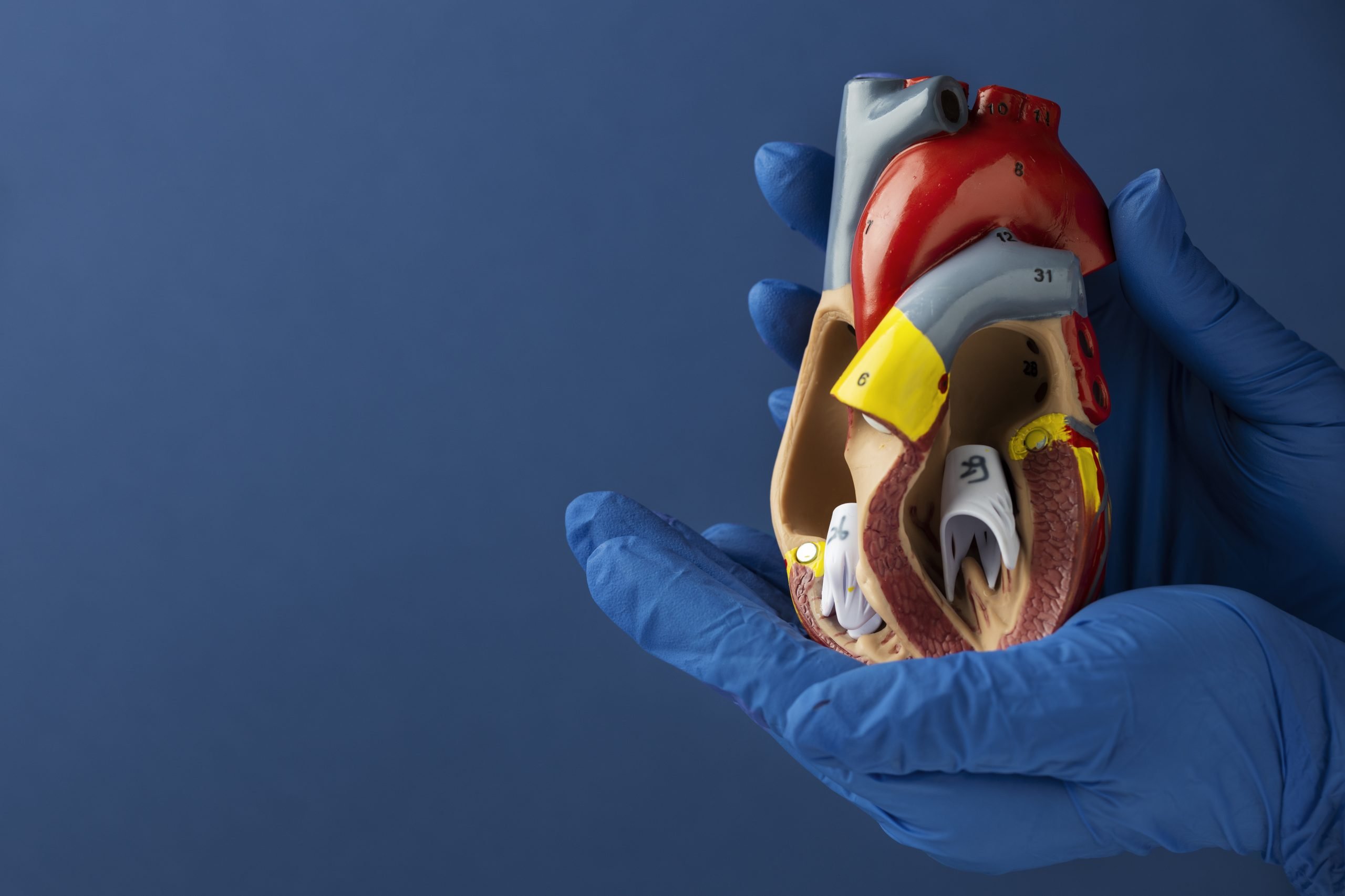 Ilustrasi organ hati manusia